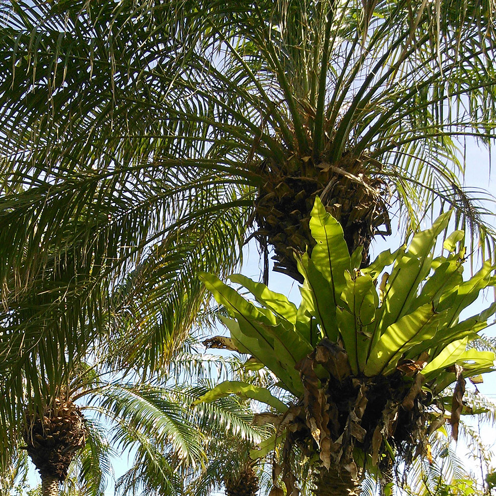 bushcraft campsite uppama beach gesashi higashison  okinawa japan