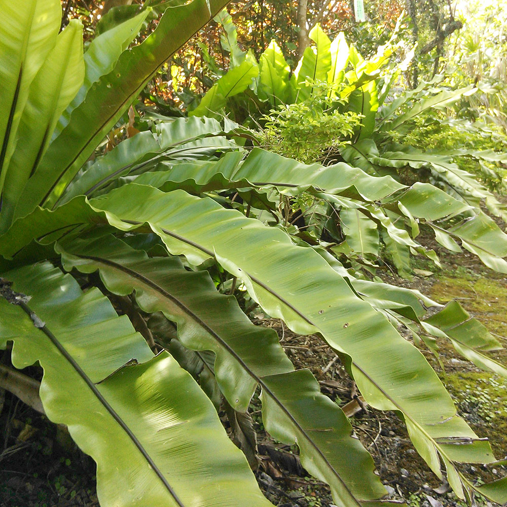bushcraft campsite uppama beach gesashi higashison  okinawa japan