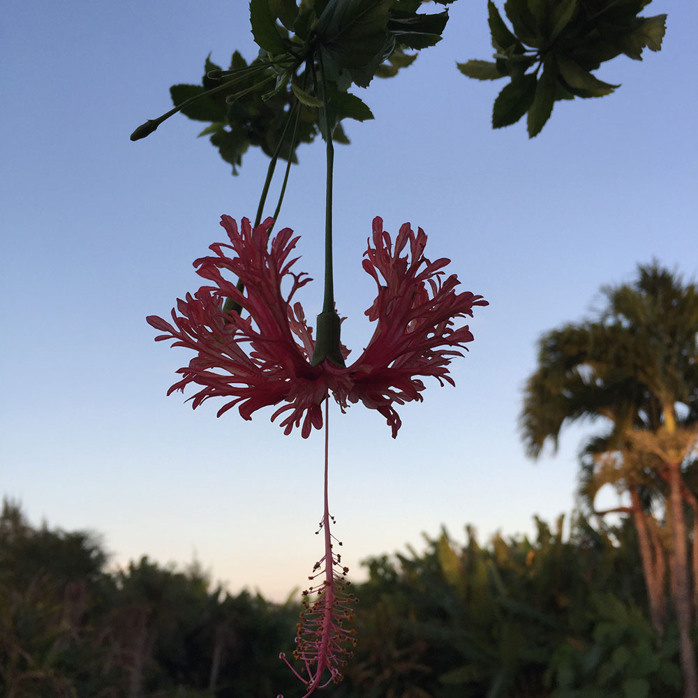 bushcraft campsite uppama beach gesashi higashison  okinawa japan