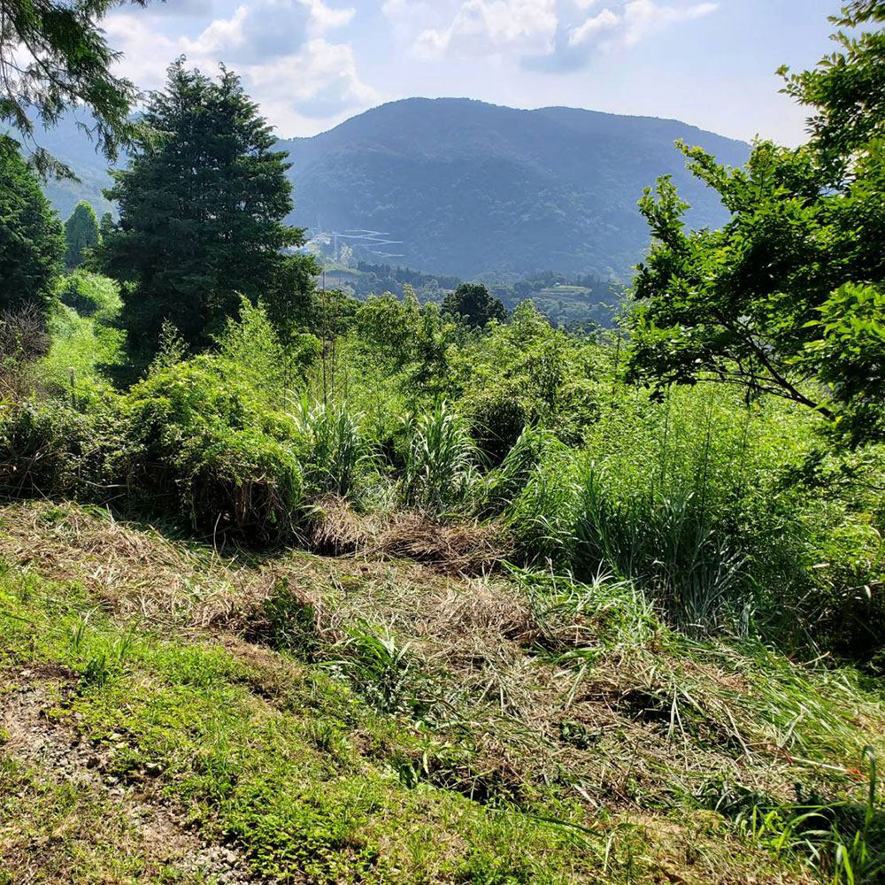 bushcraft campsite ashigara yamakita  kanagawa japan